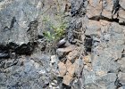 Rotskruiper (Wallcreeper) (Tichodroma muraria) - Yolin Am 22-08-2016 (6)